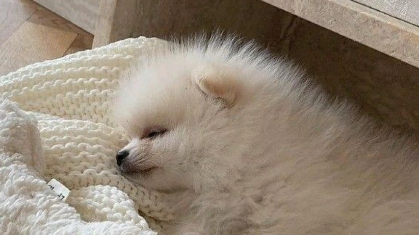 A Dog's Heartbreak: The Unseen Pain of Separation
